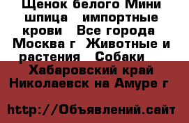 Щенок белого Мини шпица , импортные крови - Все города, Москва г. Животные и растения » Собаки   . Хабаровский край,Николаевск-на-Амуре г.